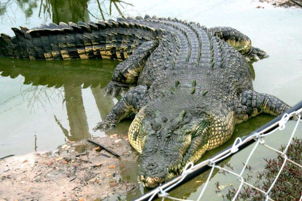 Крокодил - самая большая рептилия