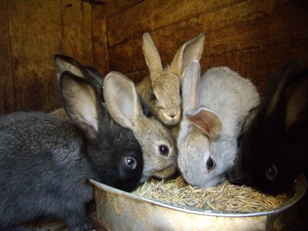 Крольчата едят