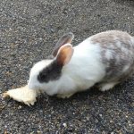 Кролик ест хлеб