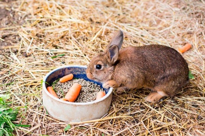 кролик ест комбикорм