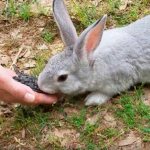кролик ест подсолнечник