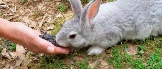 кролик ест подсолнечник