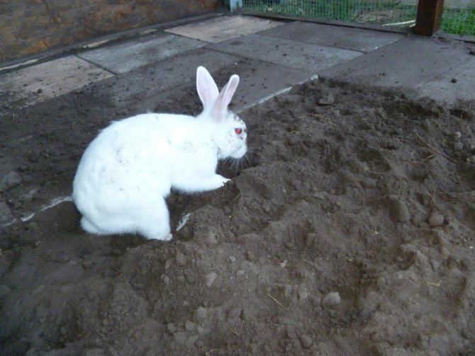 кролик копает