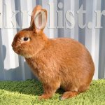 Кролик новозеландский красный