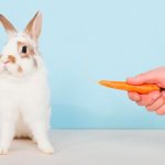кролик отказывается от еды