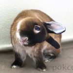 Кролик с наклоненной головой