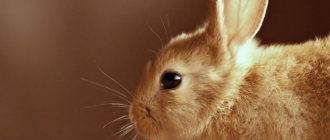 Кролик смотрит в камеру