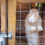 Кролик в деревянной клетке