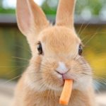 Кролик жует морковку
