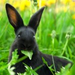 кролик жует траву