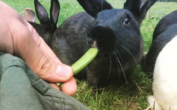 Кролики едят горох