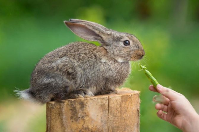 Кролики едят горох