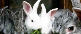 кролики едят траву