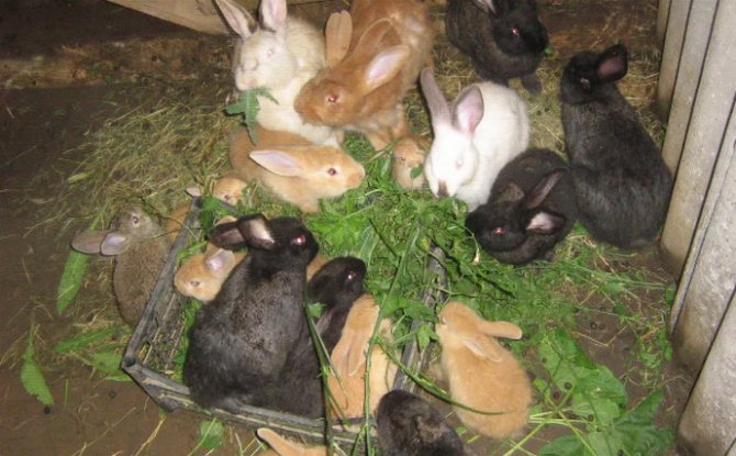 кролики едят