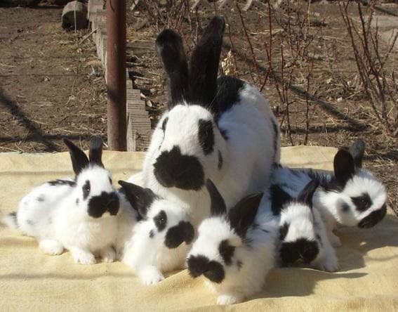 кролики породы строкач