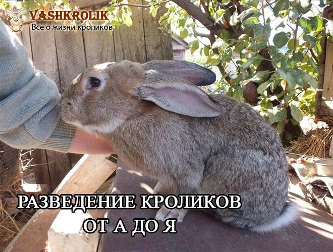 Кролиководство в России