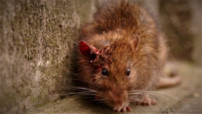 Крысы – переносчики болезней