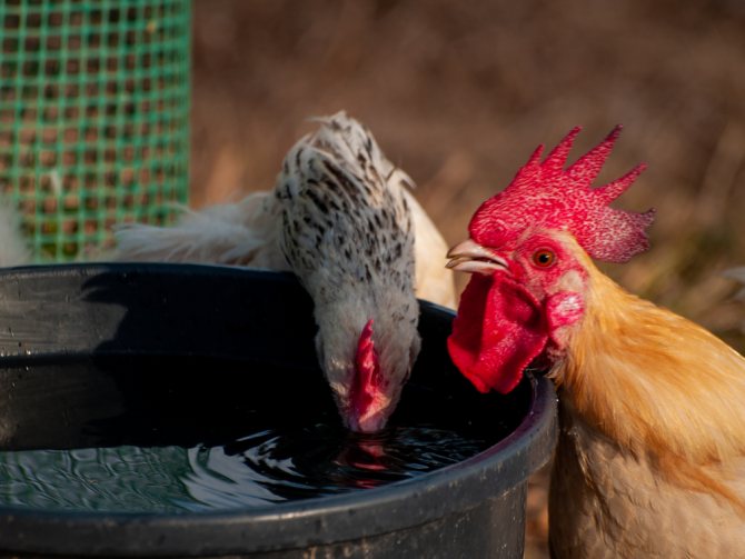 курица и петух пьют воду из ведра