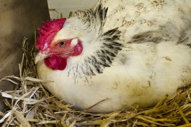 Курица на сене Большой зоб у курицы: причины и лечение
