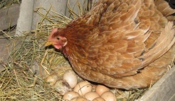 Курица несушка на яйцах