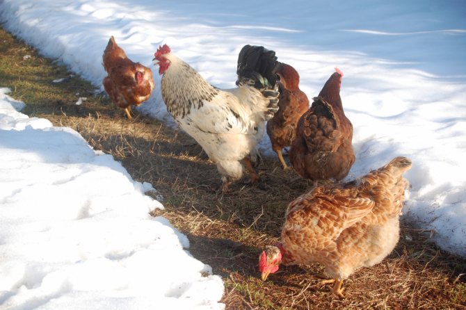 курицы едят снег и траву