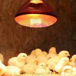 Лампа для цыплят-бройлеров