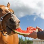 Лошадь ест арбуз