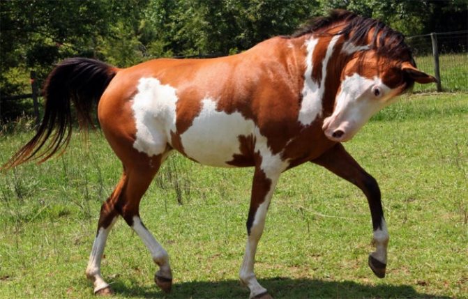 Лошадь Пинто