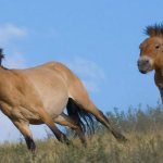 лошадь пржевальского интересные факты