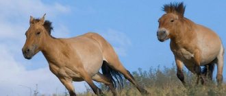 лошадь пржевальского интересные факты