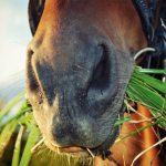Лошадь жует траву