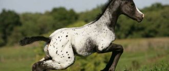 Лошади породы аппалуза