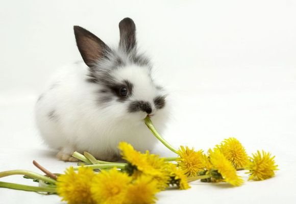 маленький кролик жует цветочки