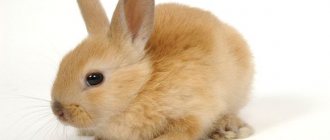 маленький кролик