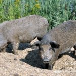 Мангалицы (на фото) – единственная на сегодняшний день порода шерстистых домашних свиней