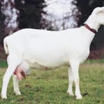 Маститы у коз: признаки и лечение - изображение NITA FARM