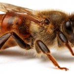 Матка пчёл