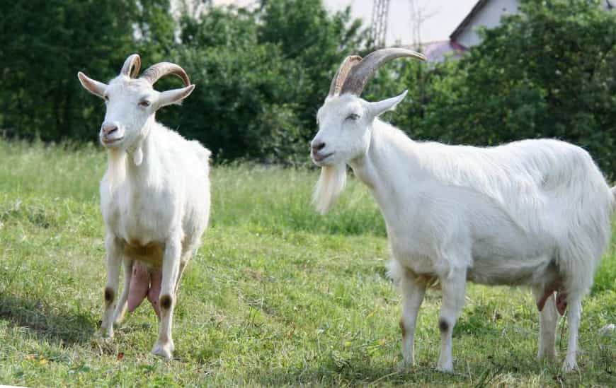 Мегрельская порода коз