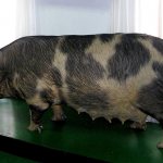 Миргородская свинья