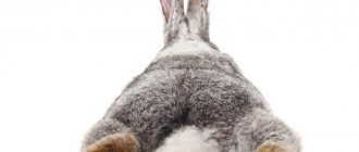 Мокрый хвост у кролика