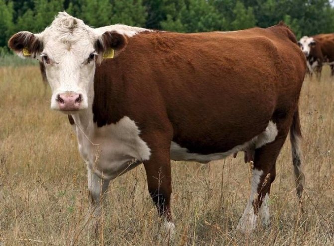 молочные породы коров в россии