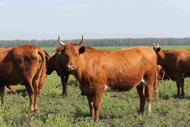 молочные породы коров в россии