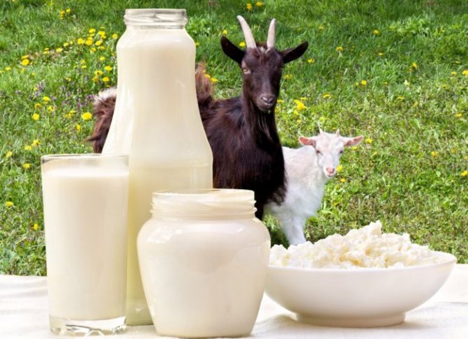 Молоко козы