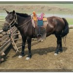 Монгольская порода лошади