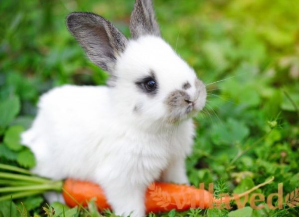 Морковка – любимый корнеплод кролика и не навредит его организму