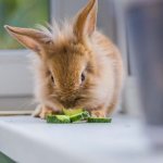 Можно ли давать кроликам огурцы