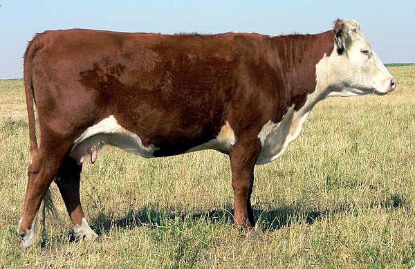 мясной скот - корова казахская белоголовая