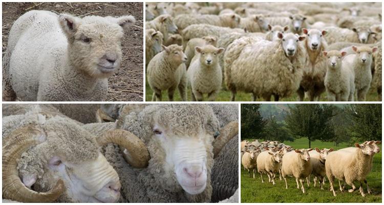 мясные породы овец