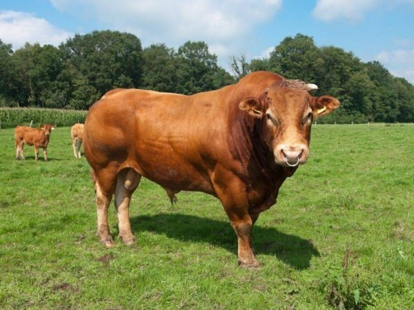 мясо молочные породы коров