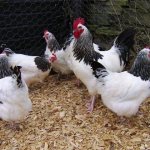 Мясо-яичные породы кур | Райские птицы | Pinterest | Hens